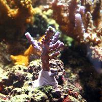 D-D Aquascape Construction Epoxy