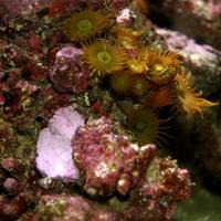 D-D Aquascape Construction Epoxy