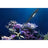 Maxspect Coral Tweezer