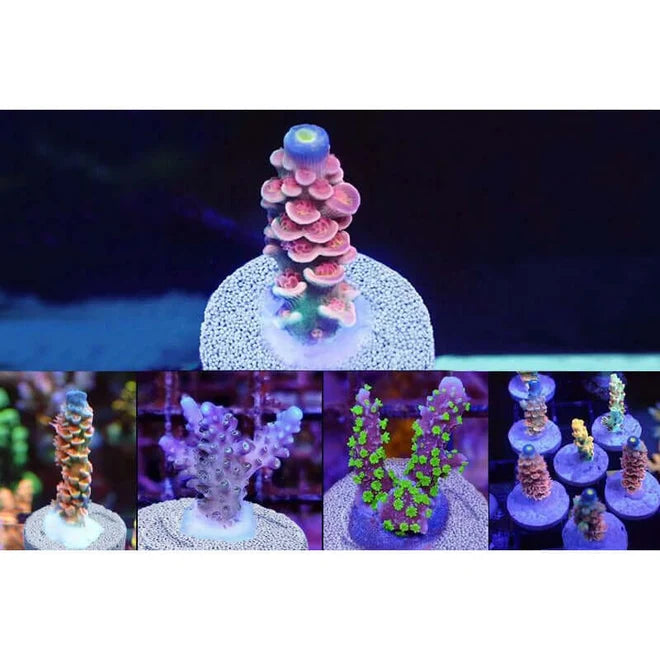 Maxspect Nano-Tech Bio Plugs 25pc