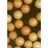 Ocean Nutrition Brine Shrimp Eggs
