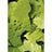 Ocean Nutrition Formula Two Flake